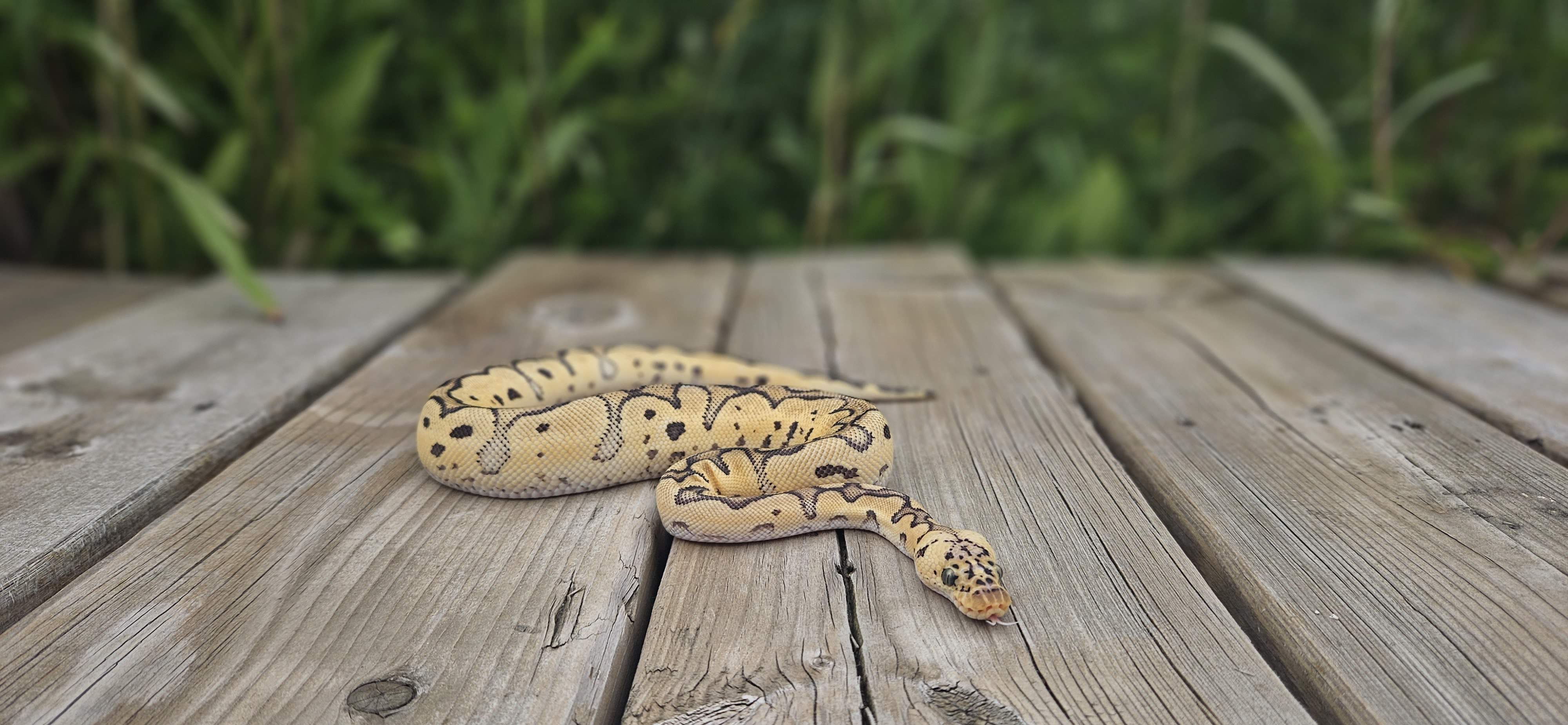 Enlarge Nemo, a Adopted Ball Python in Whitby, ON image 1/1