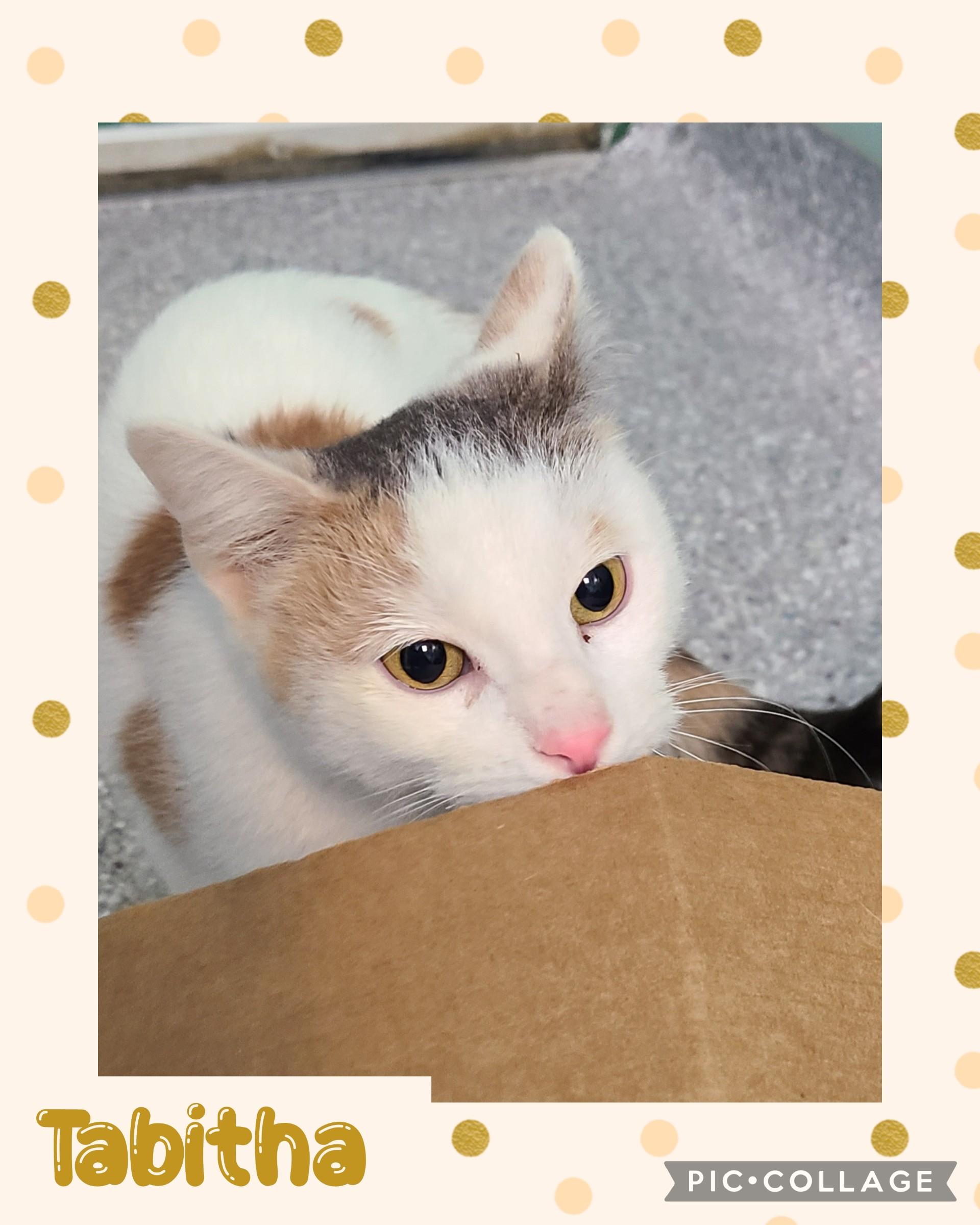 Enlarge Tabitha, a ADOPTABLE Dilute Calico in Iron River, MI image 1/1