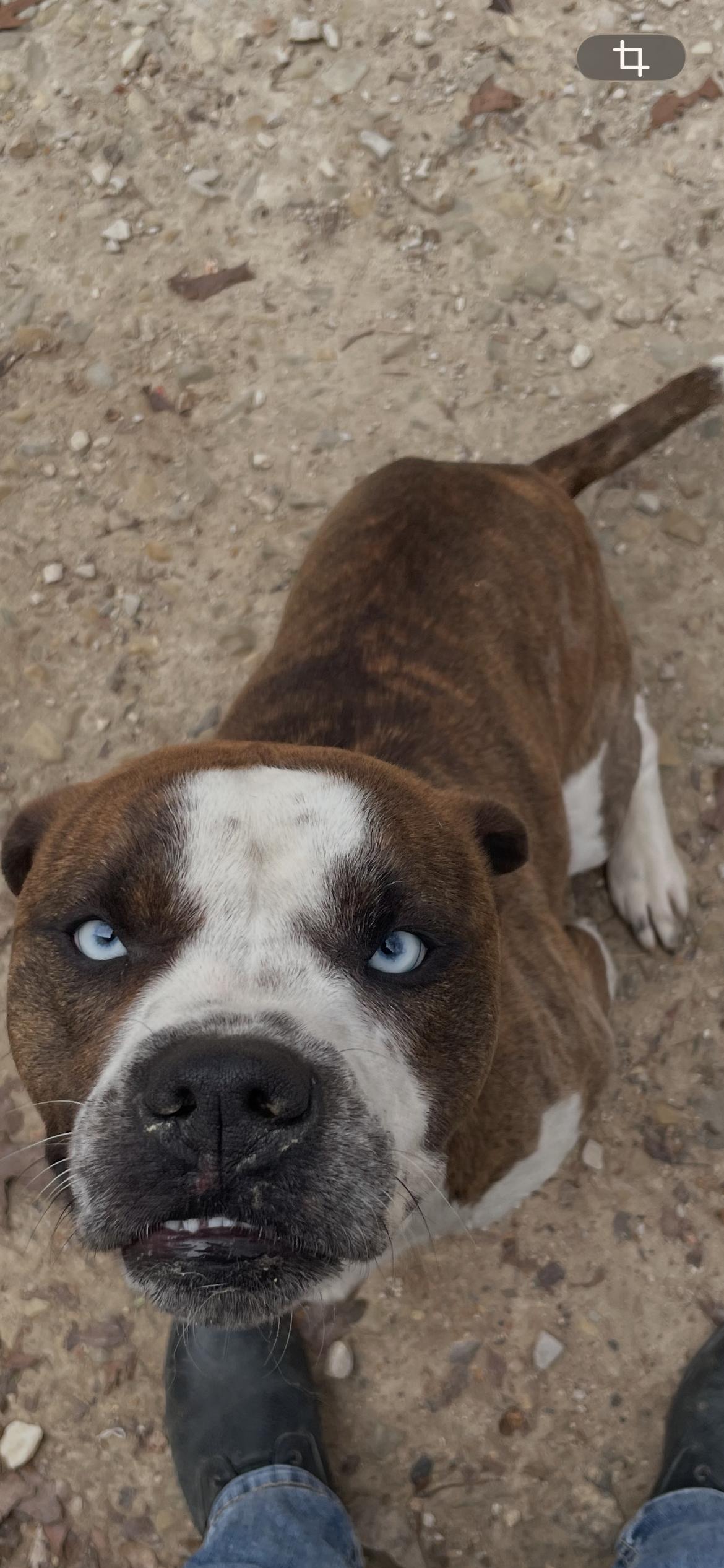 Enlarge Axel, a ADOPTABLE mixed breed in Horseshoe Bend, AR image 1/4