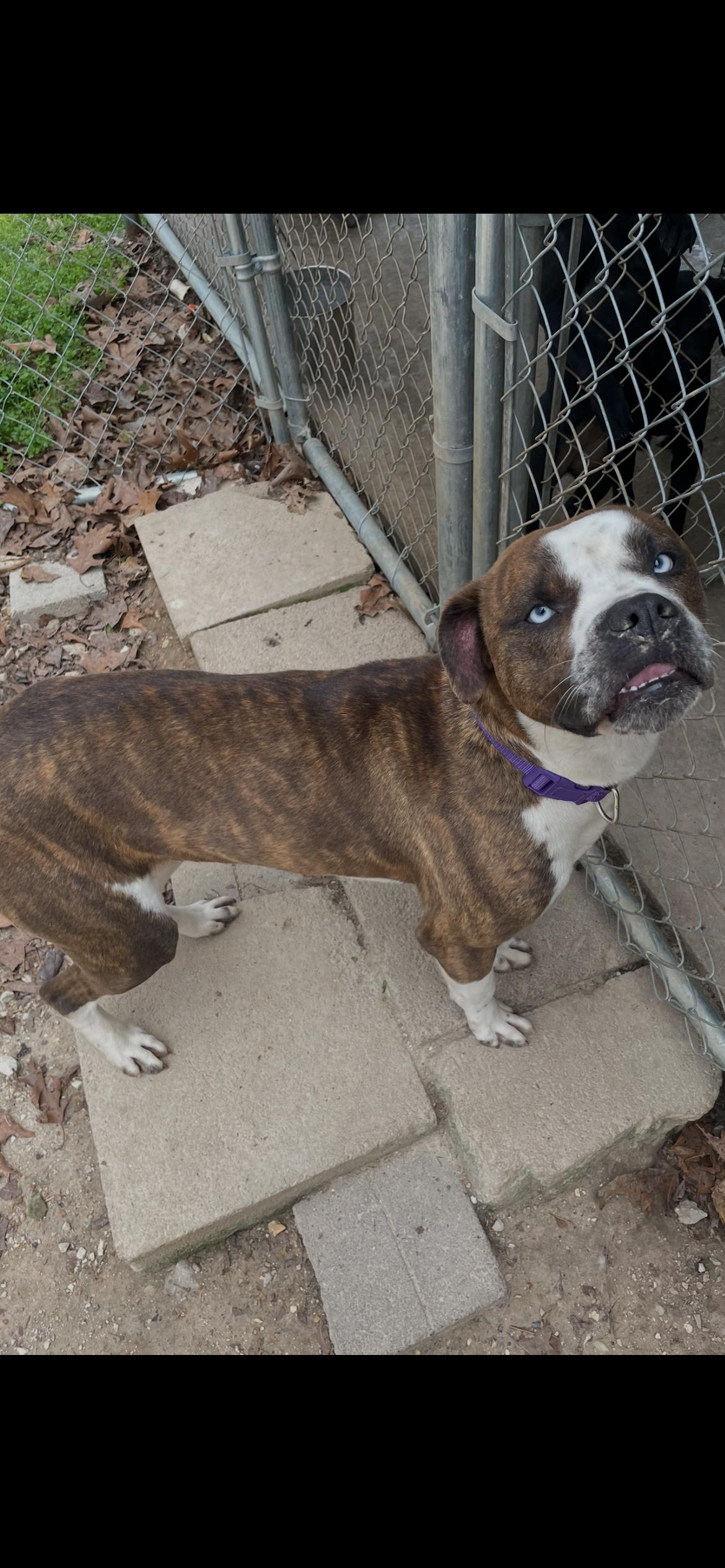 Enlarge Axel, a ADOPTABLE mixed breed in Horseshoe Bend, AR image 4/4