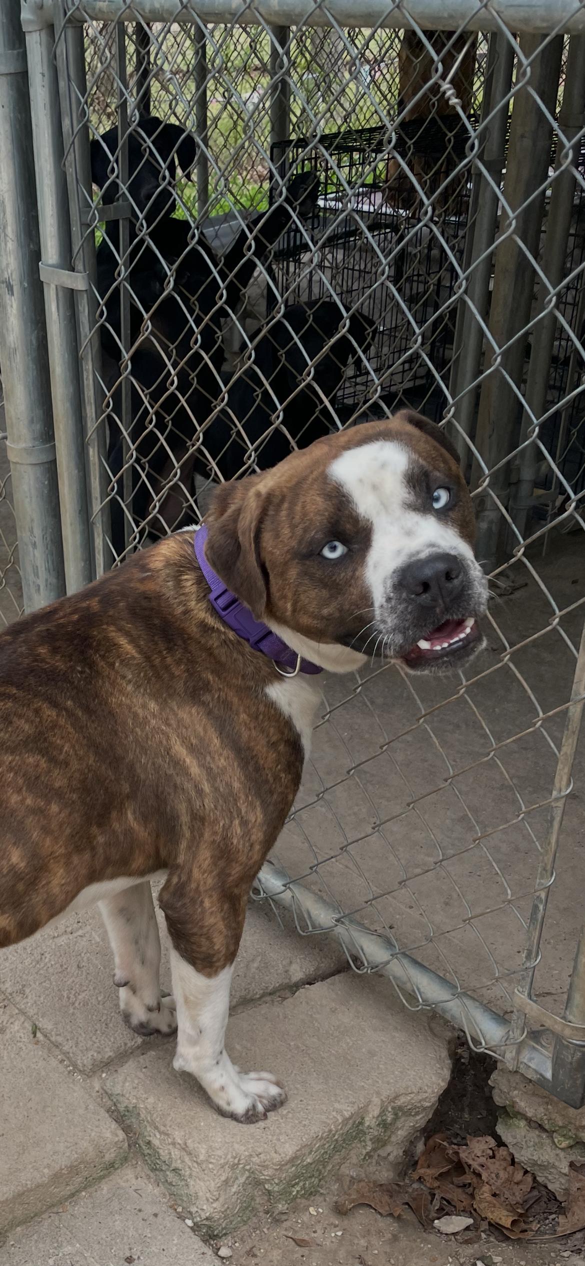 Enlarge Axel, a ADOPTABLE mixed breed in Horseshoe Bend, AR image 3/4