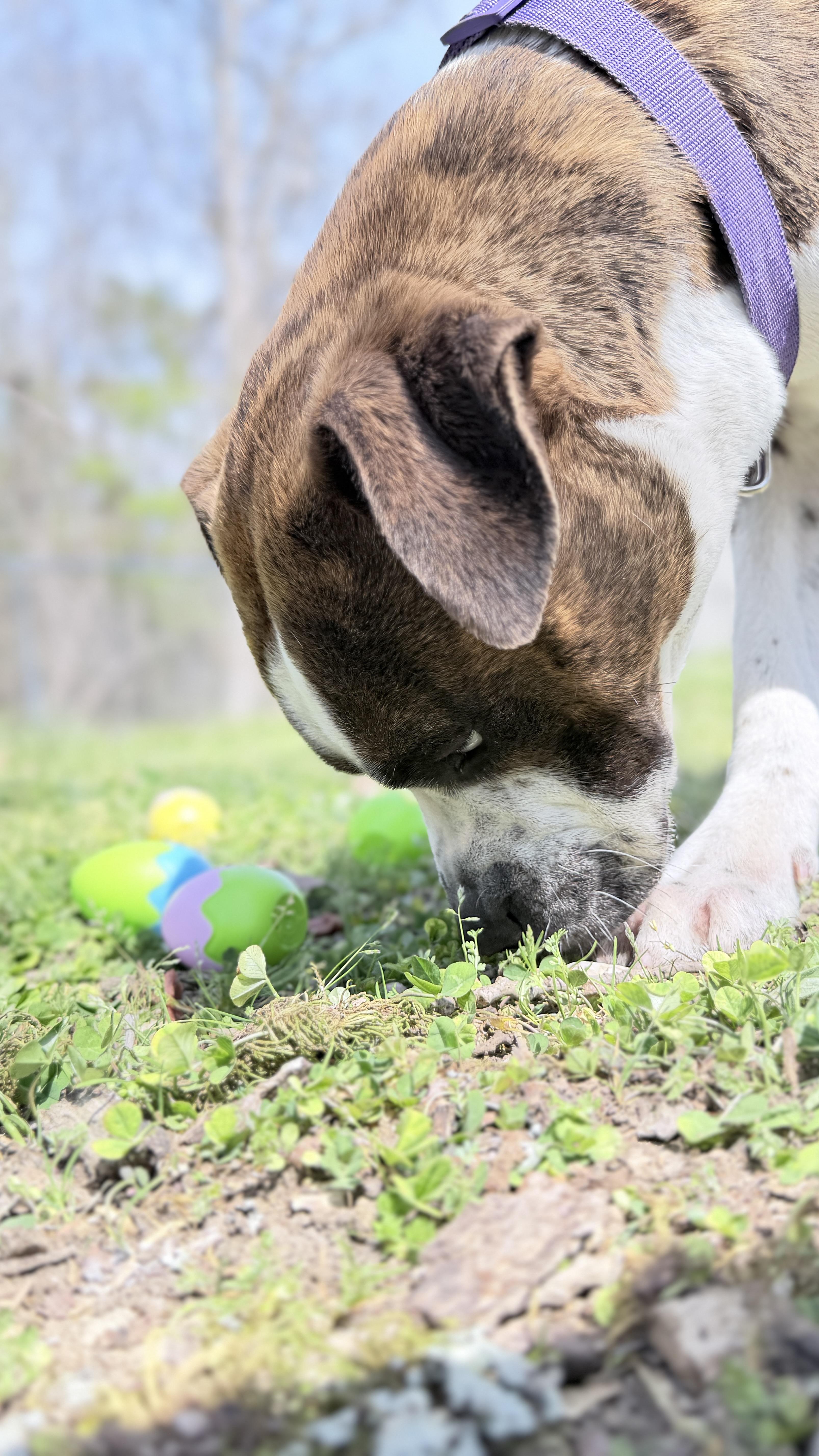 Axel, a ADOPTABLE mixed breed in Horseshoe Bend, AR image 2/6