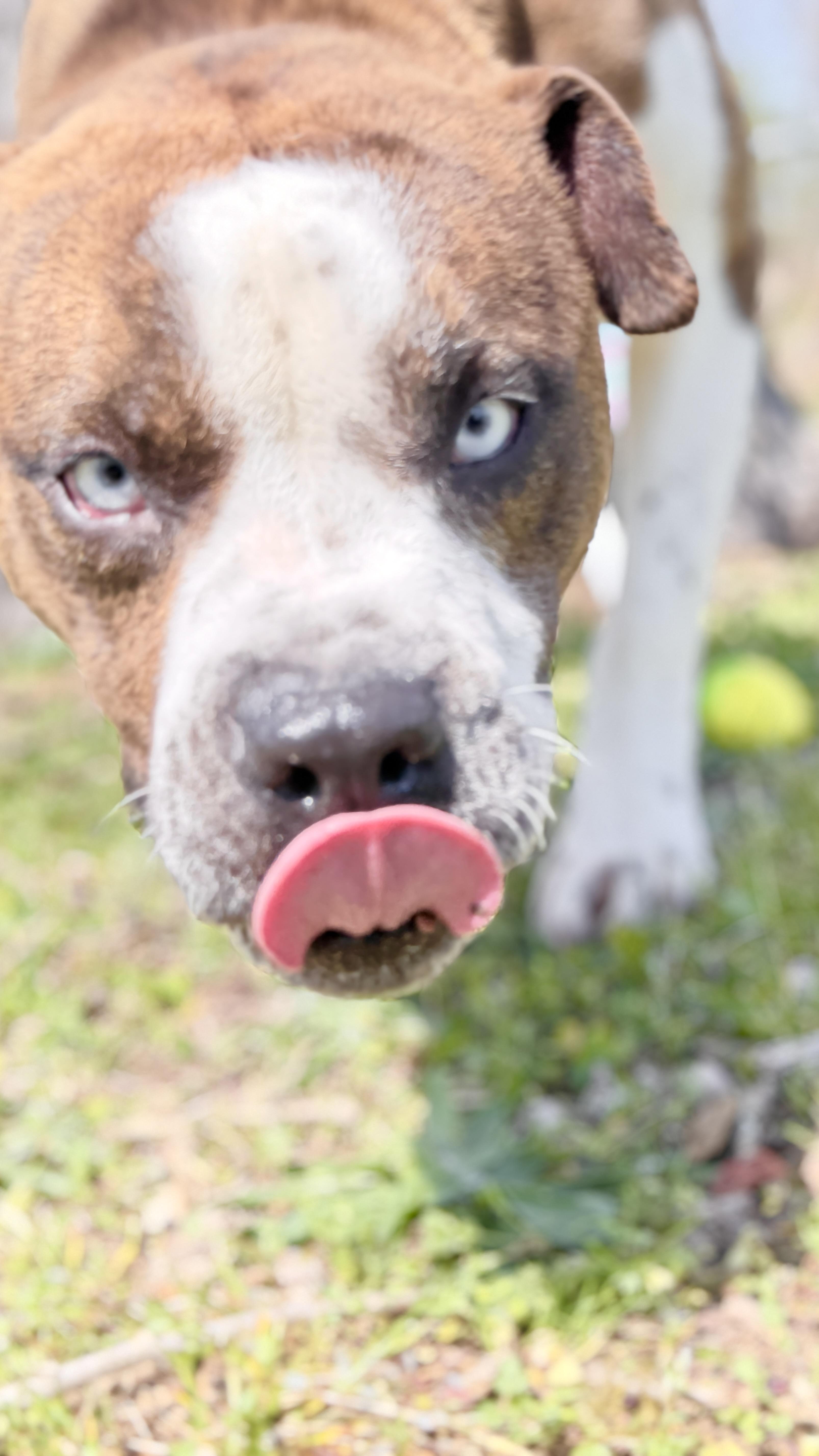 Axel, ADOPTABLE, Young Male Boxer.
