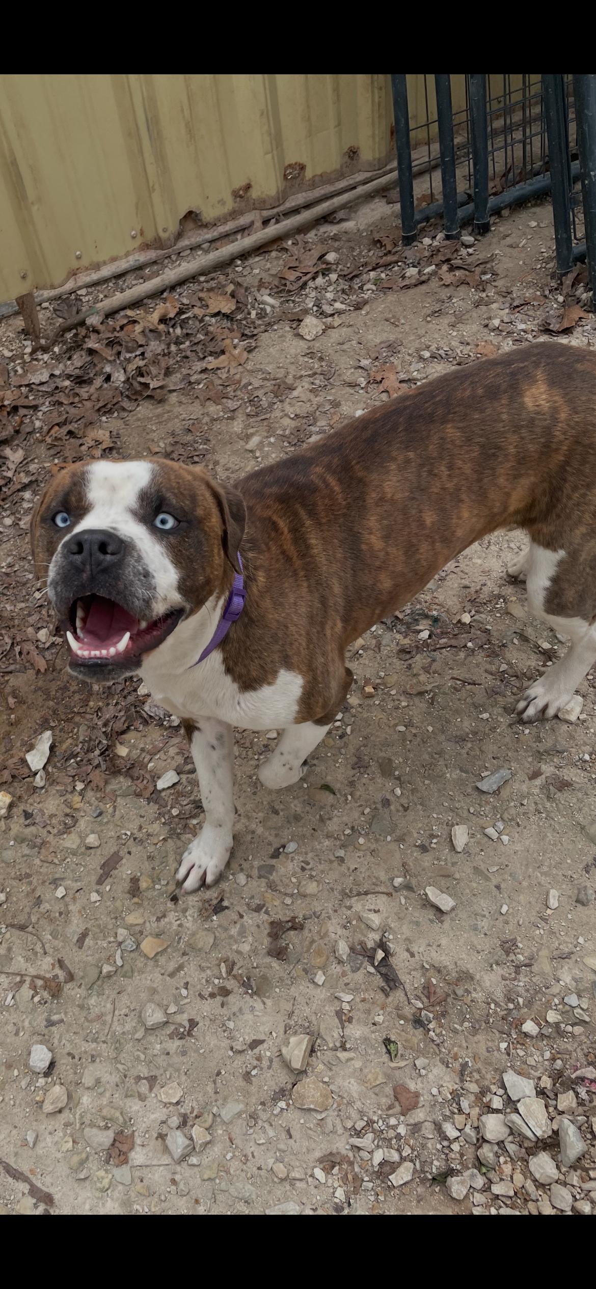 Enlarge Axel, a ADOPTABLE mixed breed in Horseshoe Bend, AR image 2/4