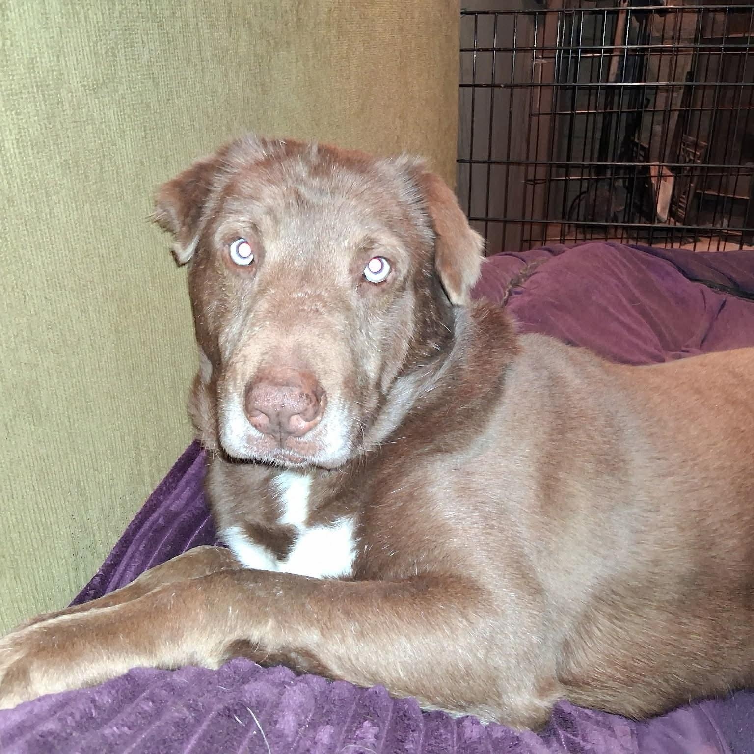 Enlarge Nugget, a ADOPTABLE mixed breed in North Jackson, OH image 4/5