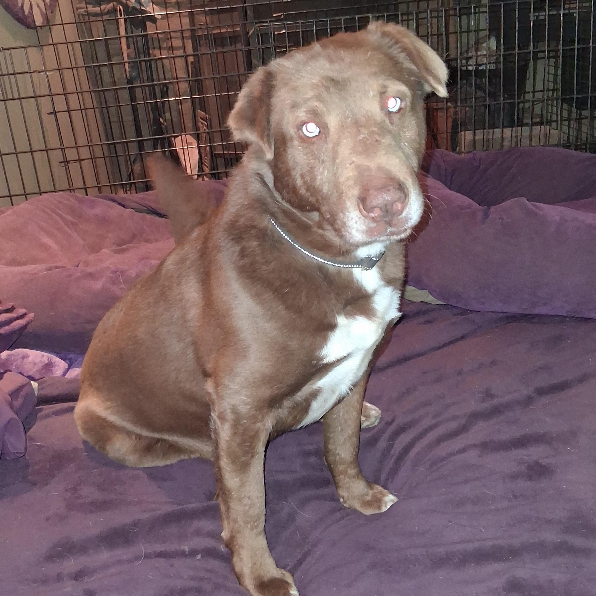 Nugget, ADOPTABLE, Young Male Chocolate Labrador Retriever.