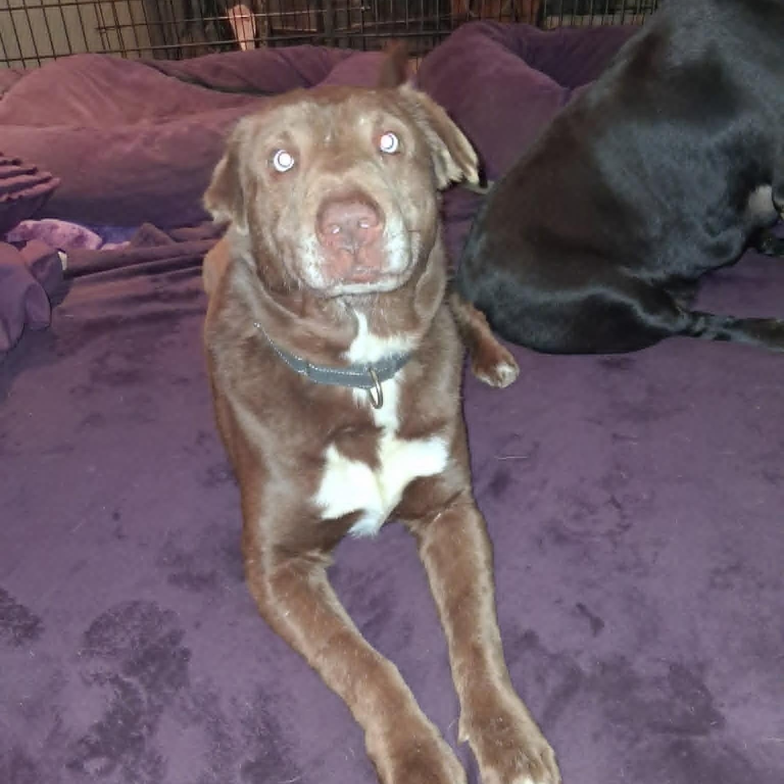 Enlarge Nugget, a ADOPTABLE mixed breed in North Jackson, OH image 2/5
