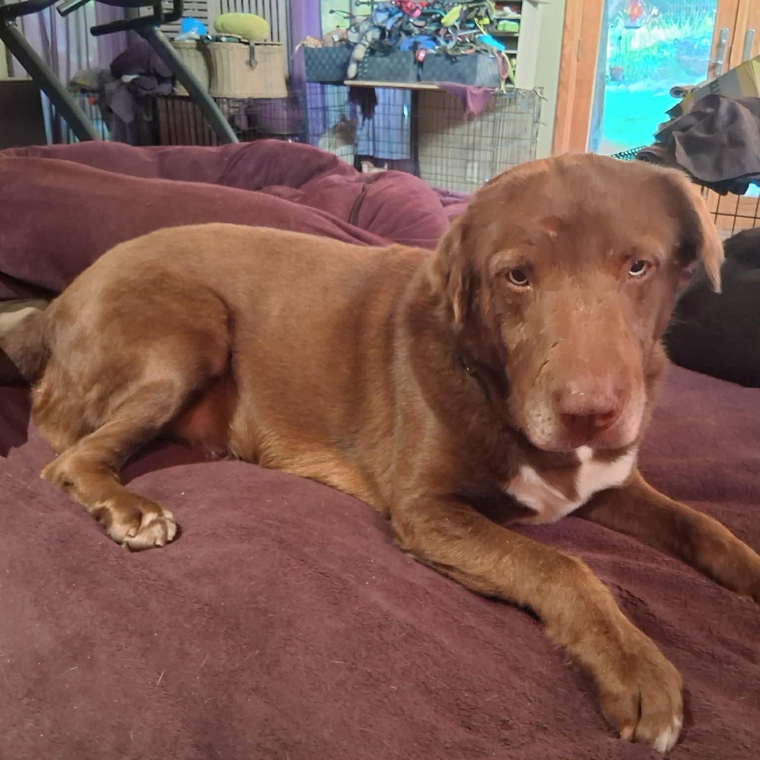 Enlarge Nugget, a ADOPTABLE mixed breed in North Jackson, OH image 5/5