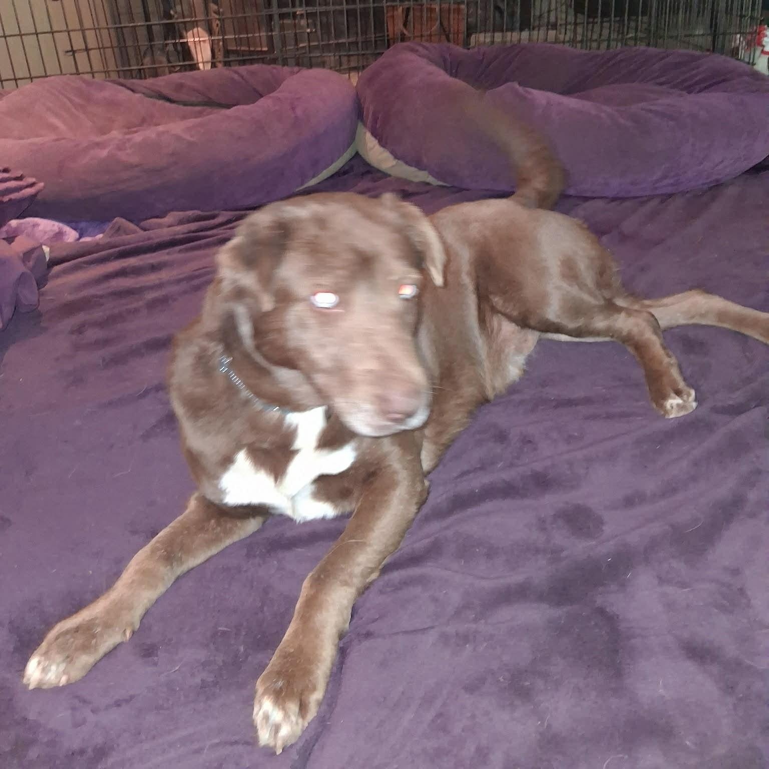 Enlarge Nugget, a ADOPTABLE mixed breed in North Jackson, OH image 3/5