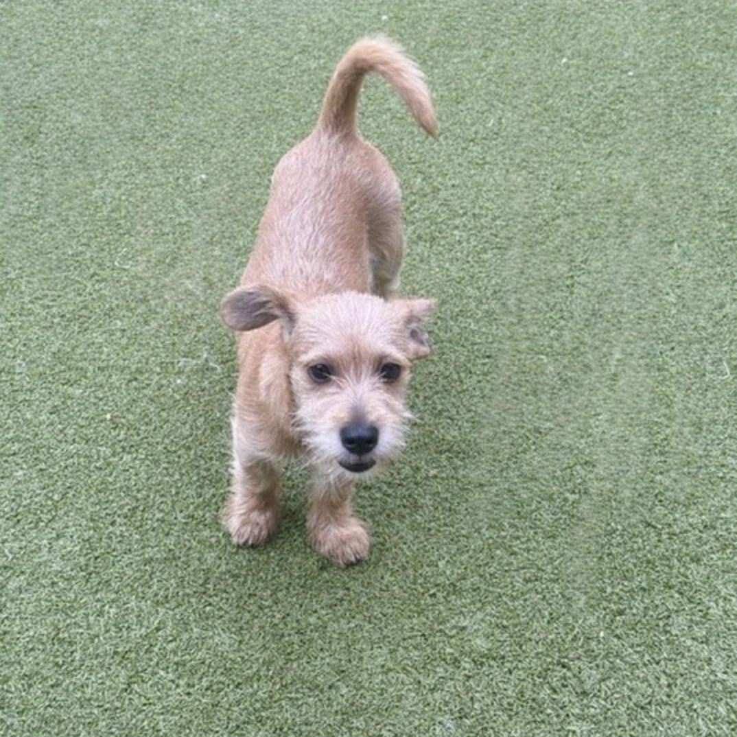 Enlarge Dennis, a Adopted mixed breed in berlin, CT image 5/6