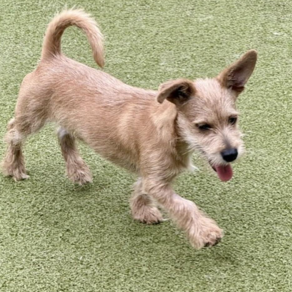 Enlarge Dennis, a Adopted mixed breed in berlin, CT image 6/6