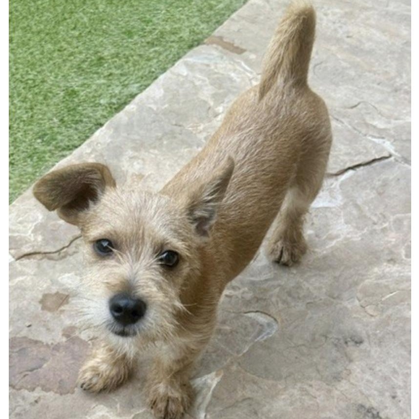Dennis, Adopted, Puppy Male Terrier.