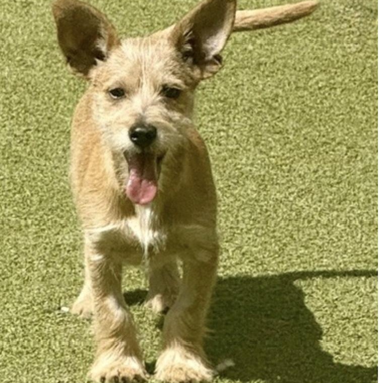 Enlarge Dennis, a Adopted mixed breed in berlin, CT image 3/6