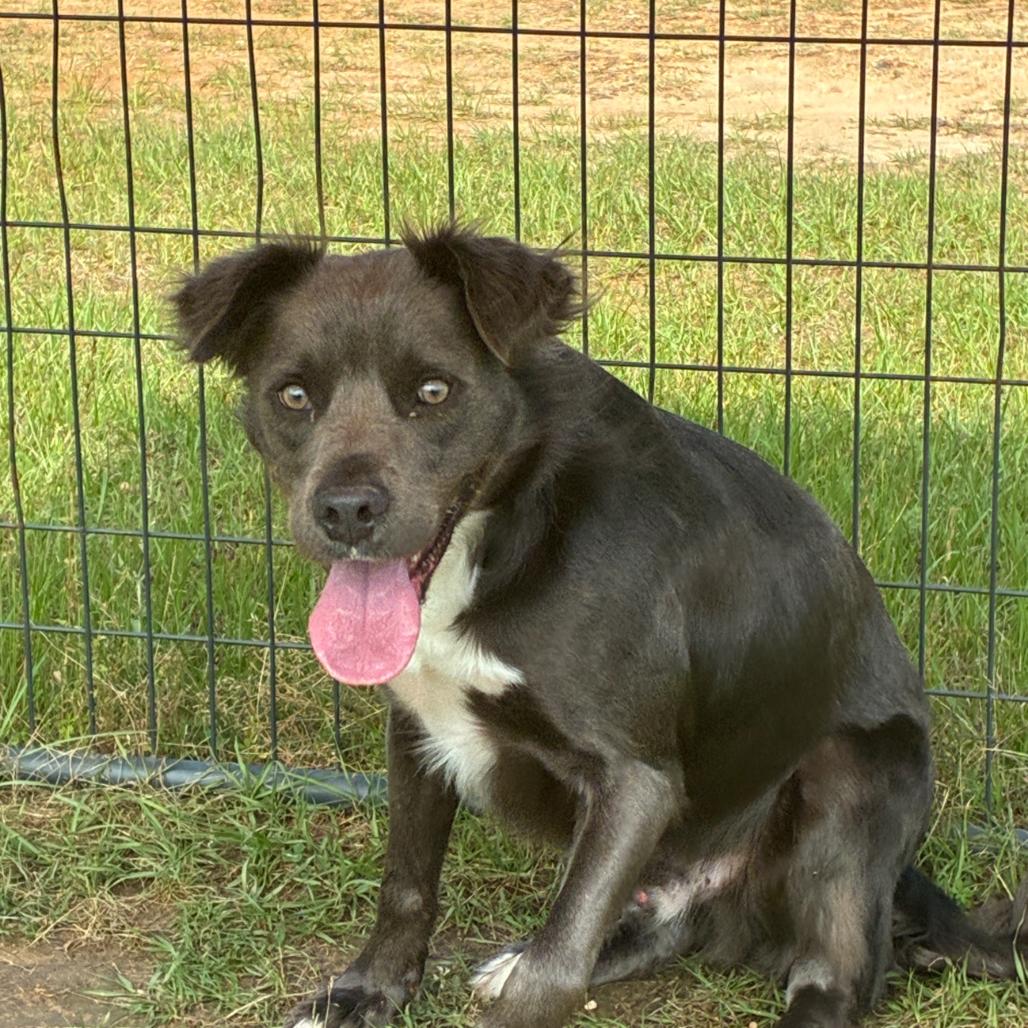 Buckley, Adoptable, Adult Male Border Collie & Mixed Breed.