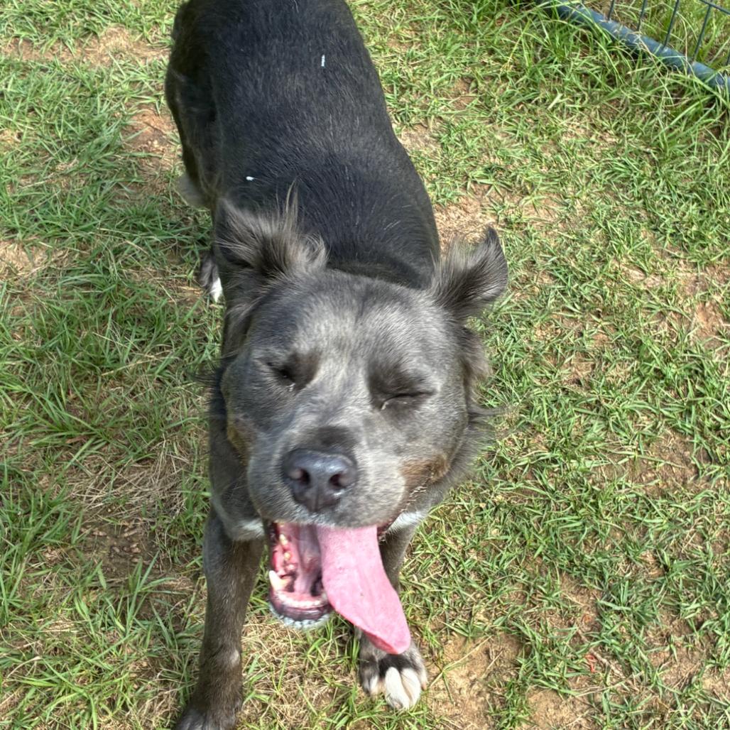 Enlarge Buckley, a Adoptable mixed breed in Hattiesburg, MS image 2/4