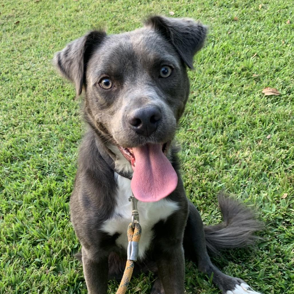 Enlarge Buckley, a Adoptable mixed breed in Hattiesburg, MS image 1/1