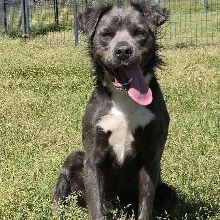 Enlarge Buckley, a Adoptable mixed breed in Hattiesburg, MS image 2/2