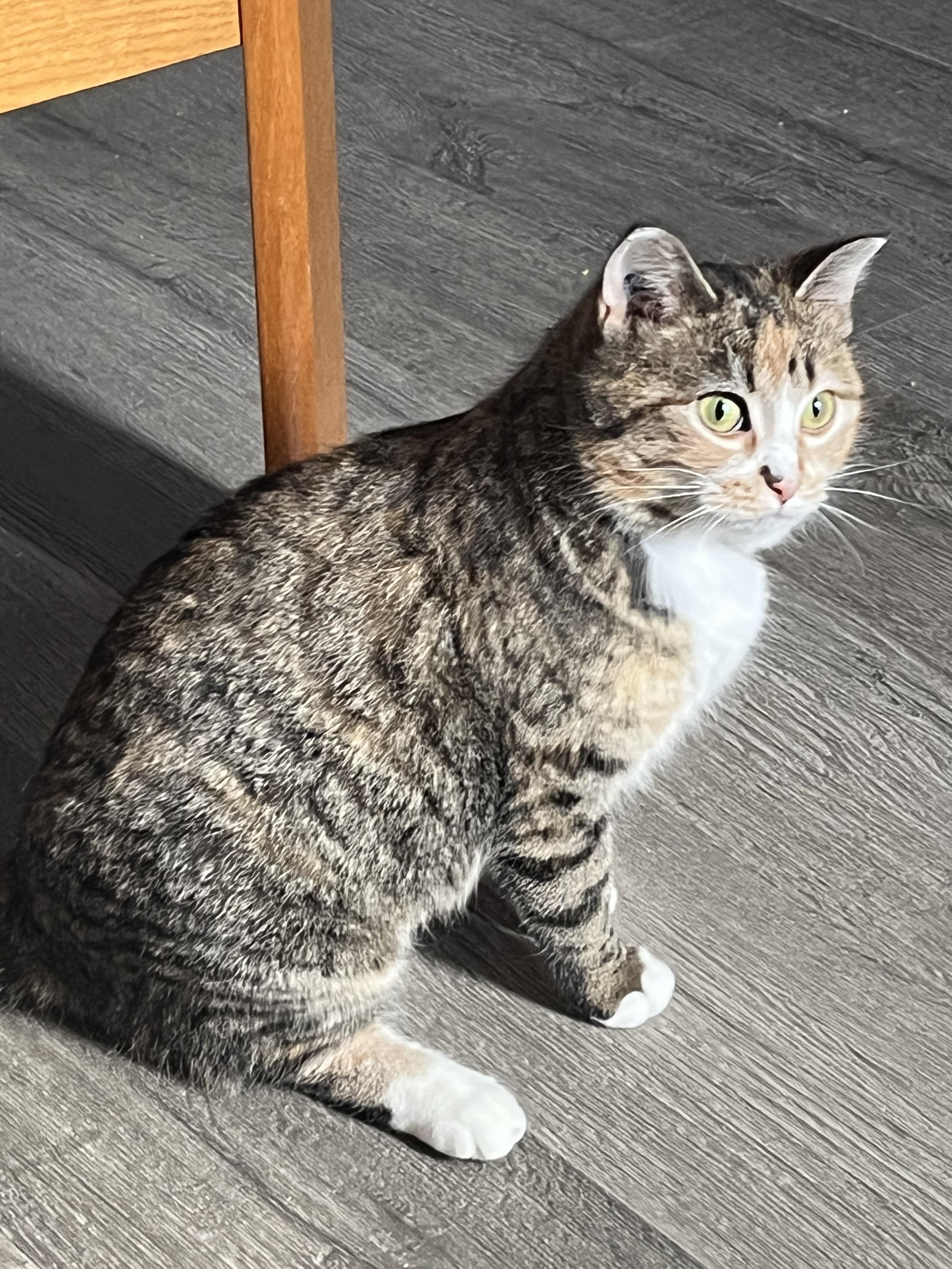 Enlarge Valerie, a Adoptable mixed breed in Steinbach, MB image 1/6