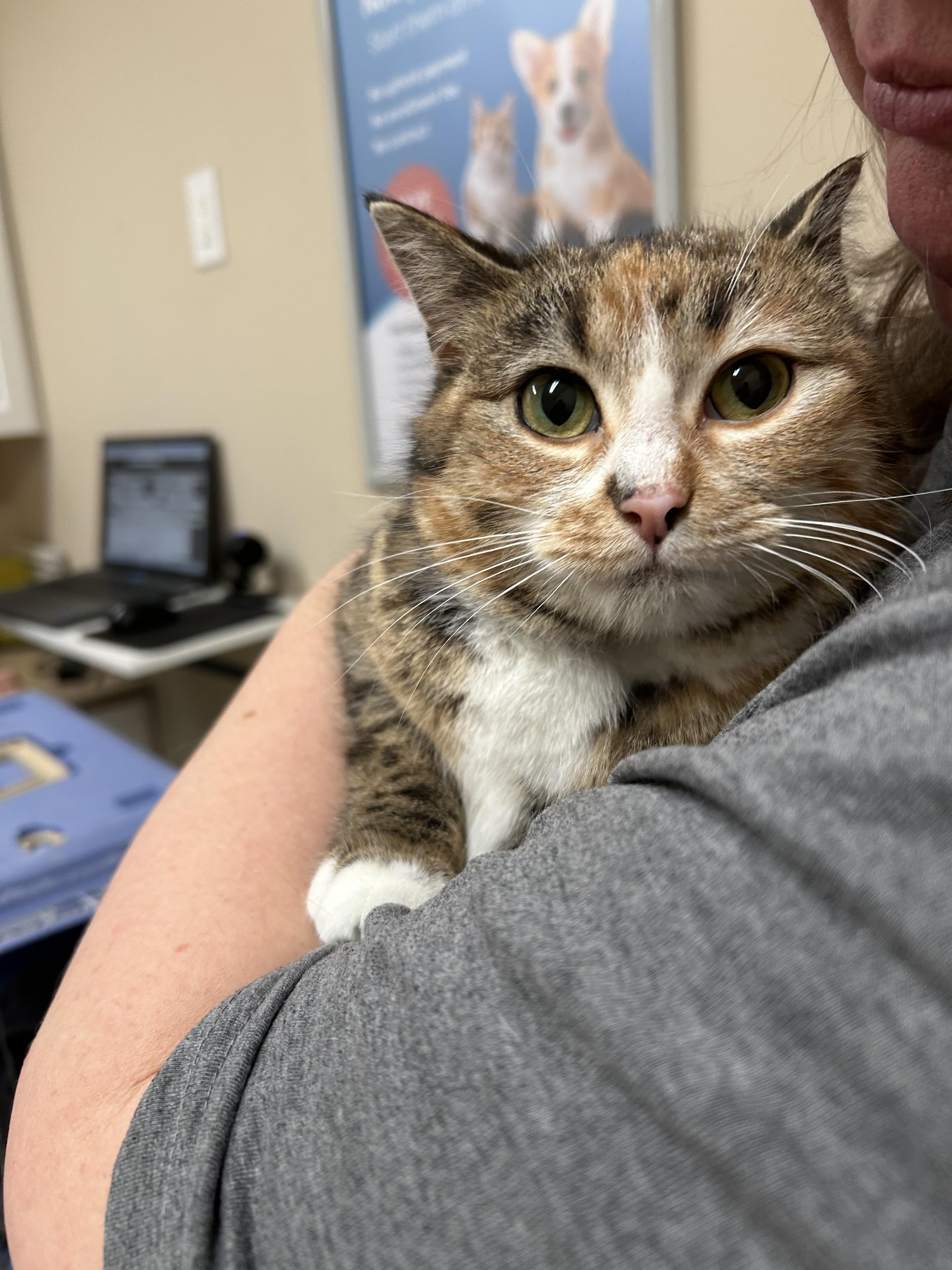 Enlarge Valerie, a Adoptable mixed breed in Steinbach, MB image 2/6