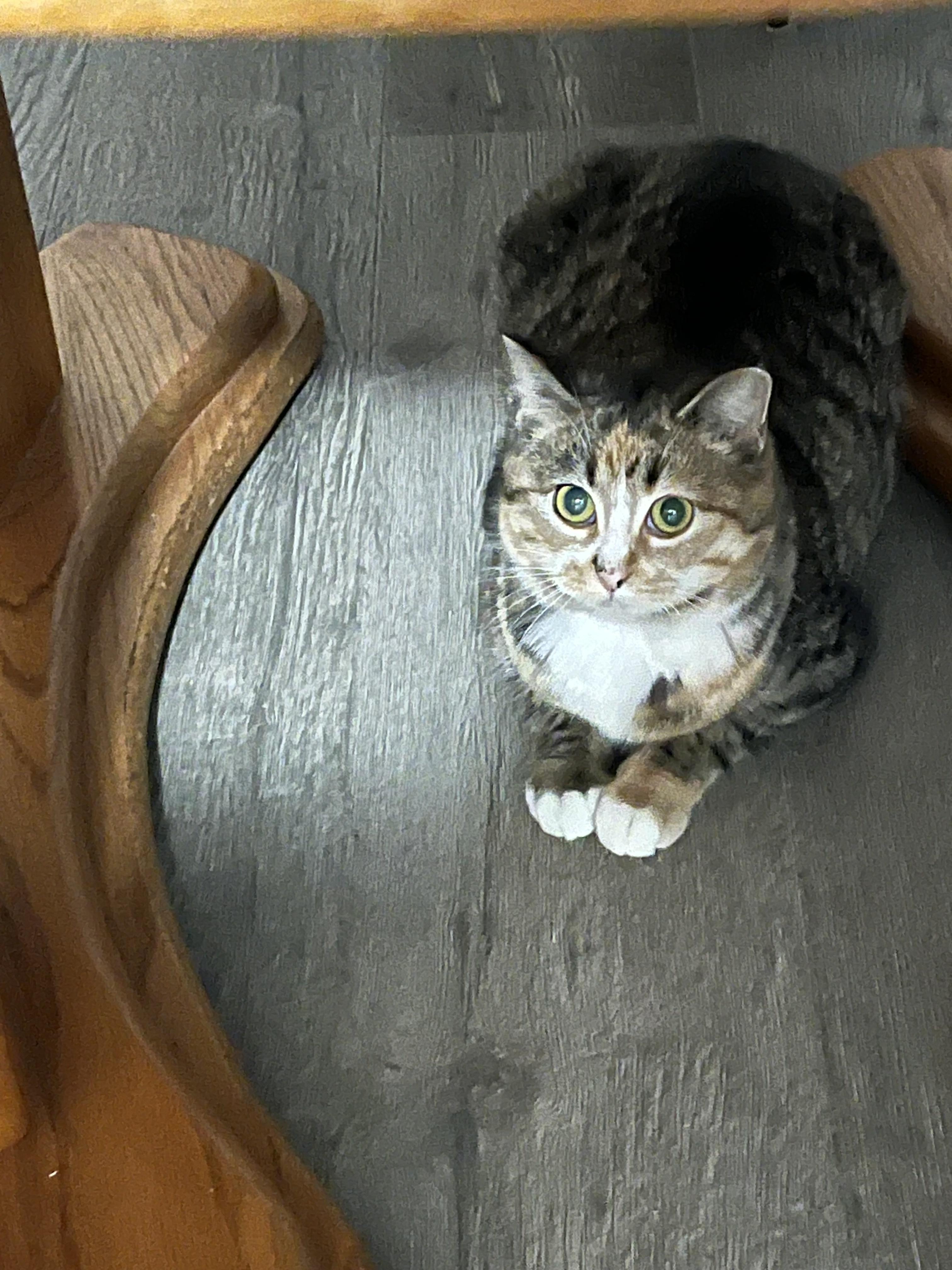 Enlarge Valerie, a Adoptable mixed breed in Steinbach, MB image 3/6