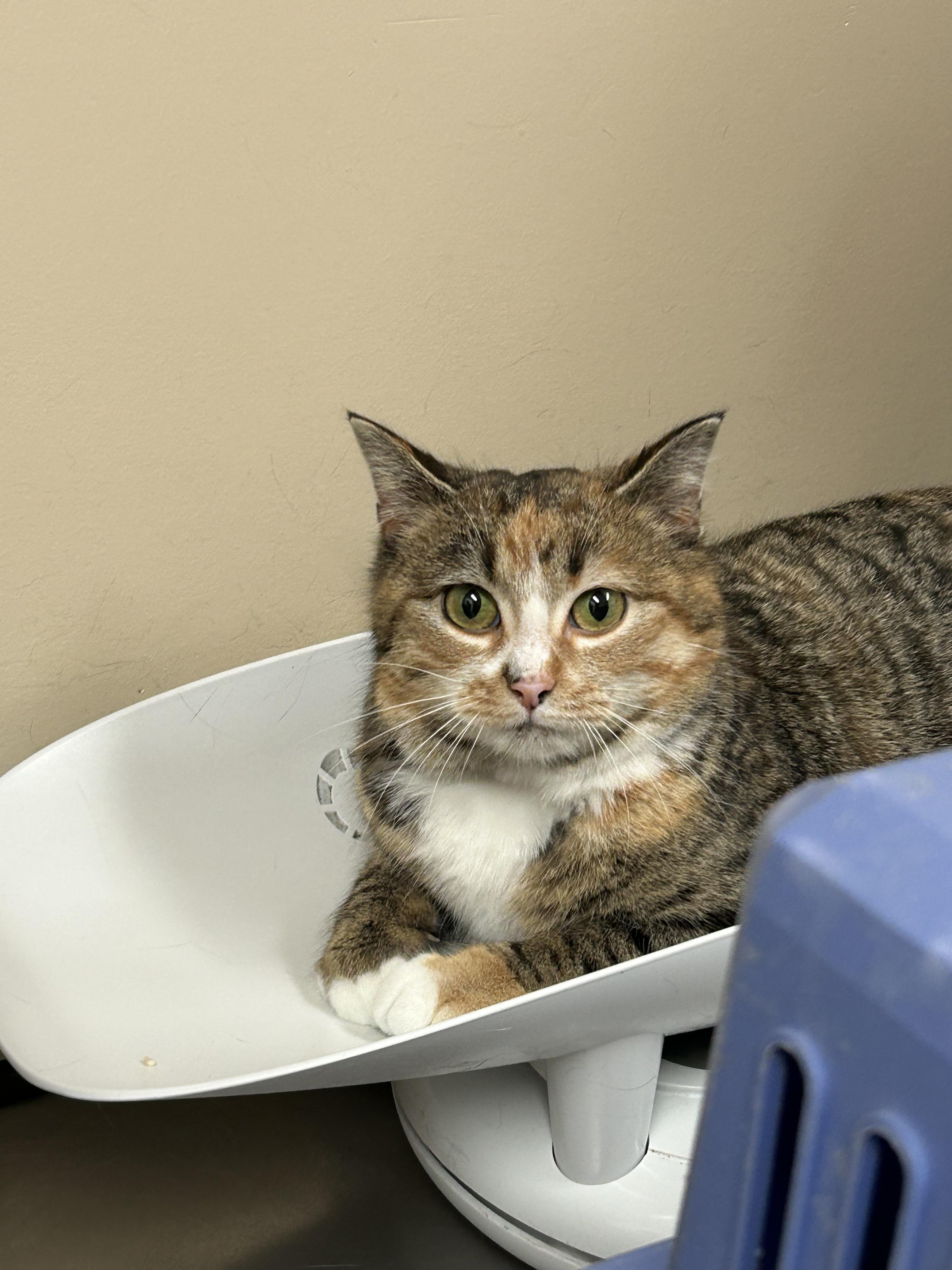 Enlarge Valerie, a Adoptable mixed breed in Steinbach, MB image 4/6