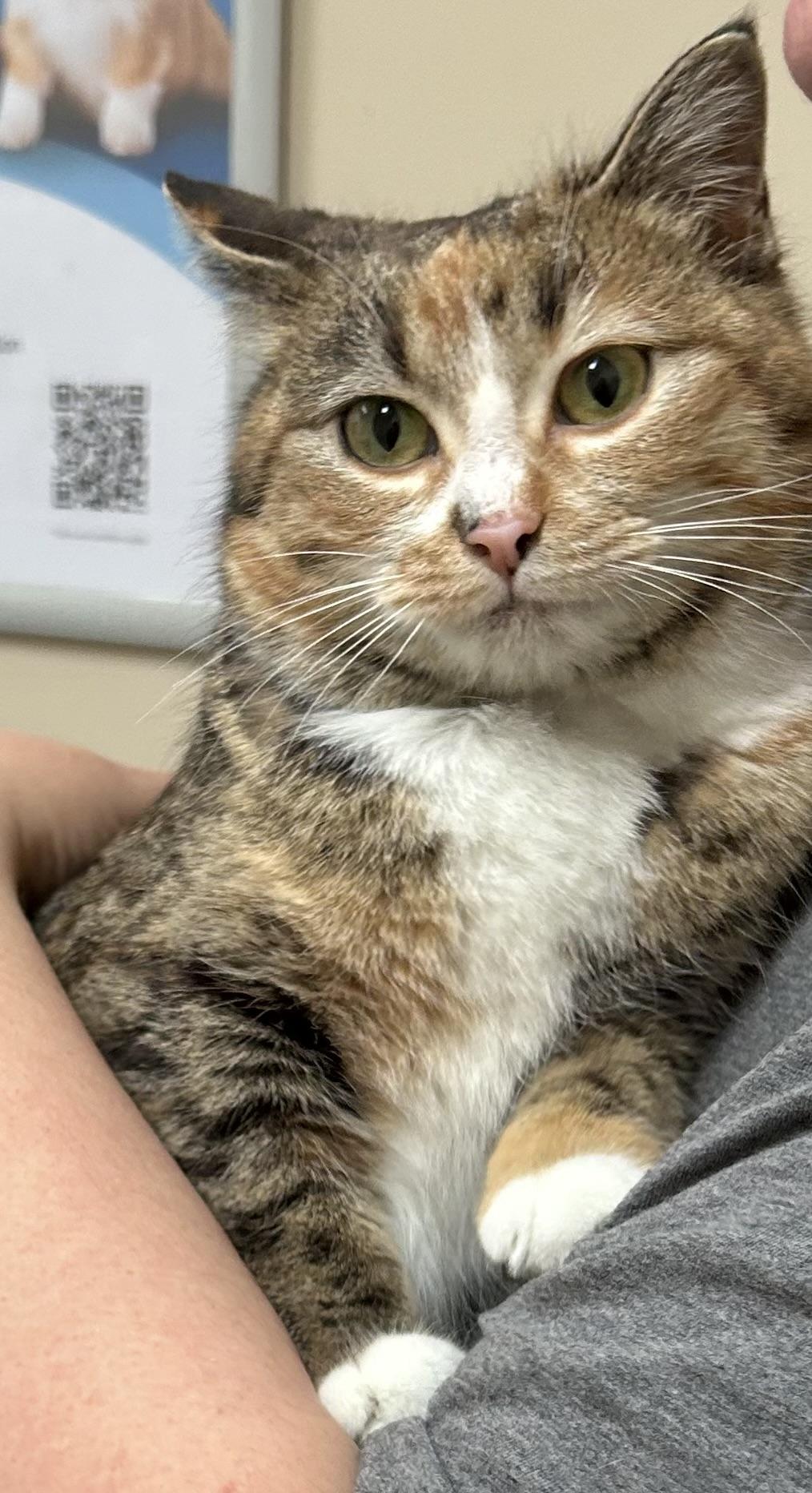 Enlarge Valerie, a Adoptable mixed breed in Steinbach, MB image 5/6