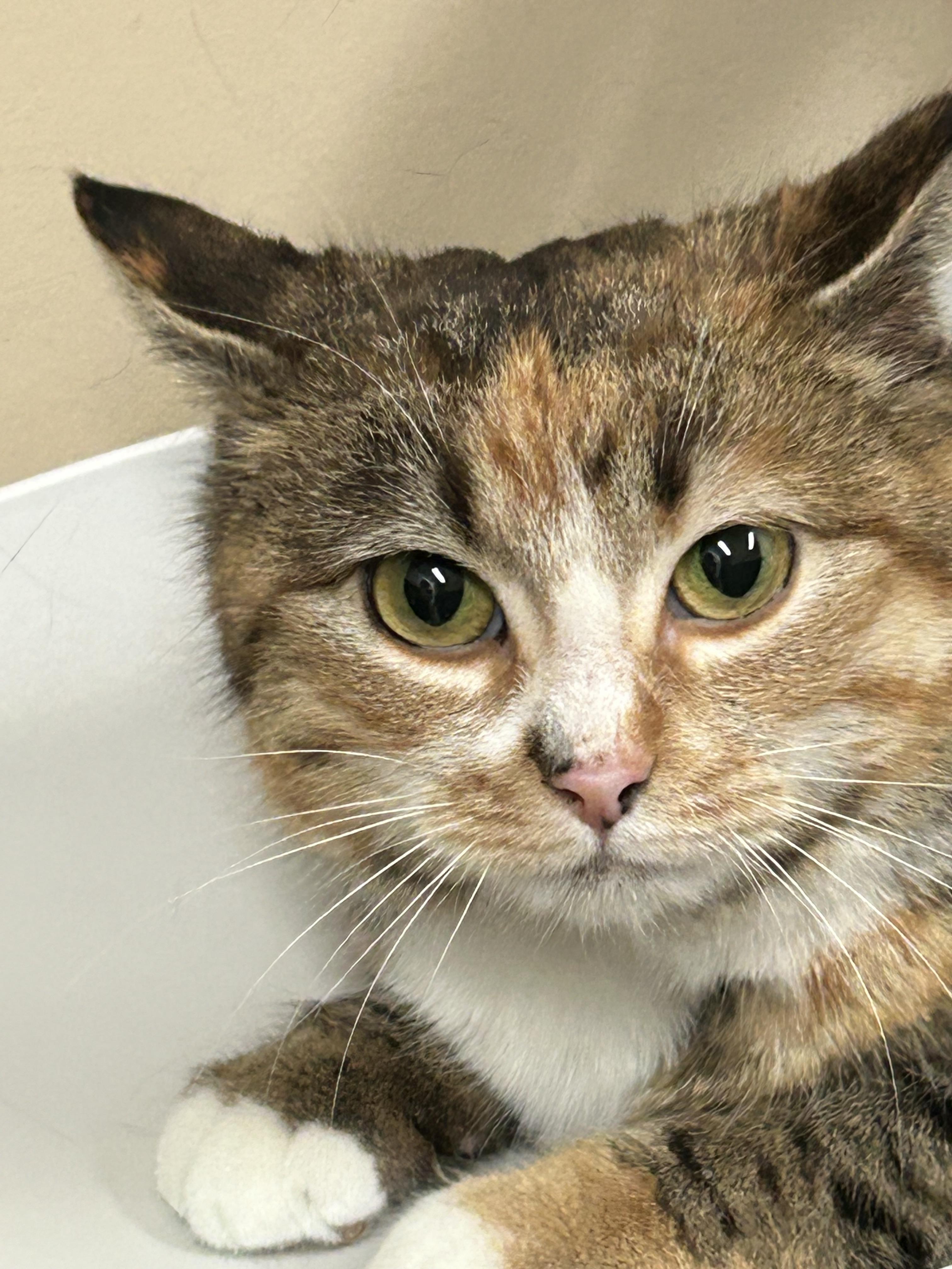 Enlarge Valerie, a Adoptable mixed breed in Steinbach, MB image 6/6