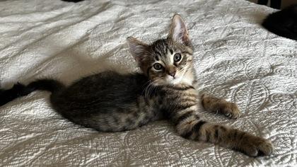 Toulouse, Adoptable, Kitten Male Domestic Short Hair.