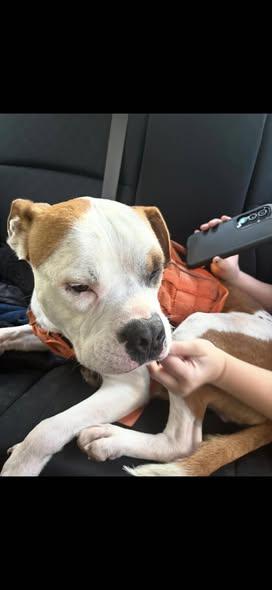 Enlarge Charlie, a Adoptable mixed breed in Spruce Pine, NC image 1/1