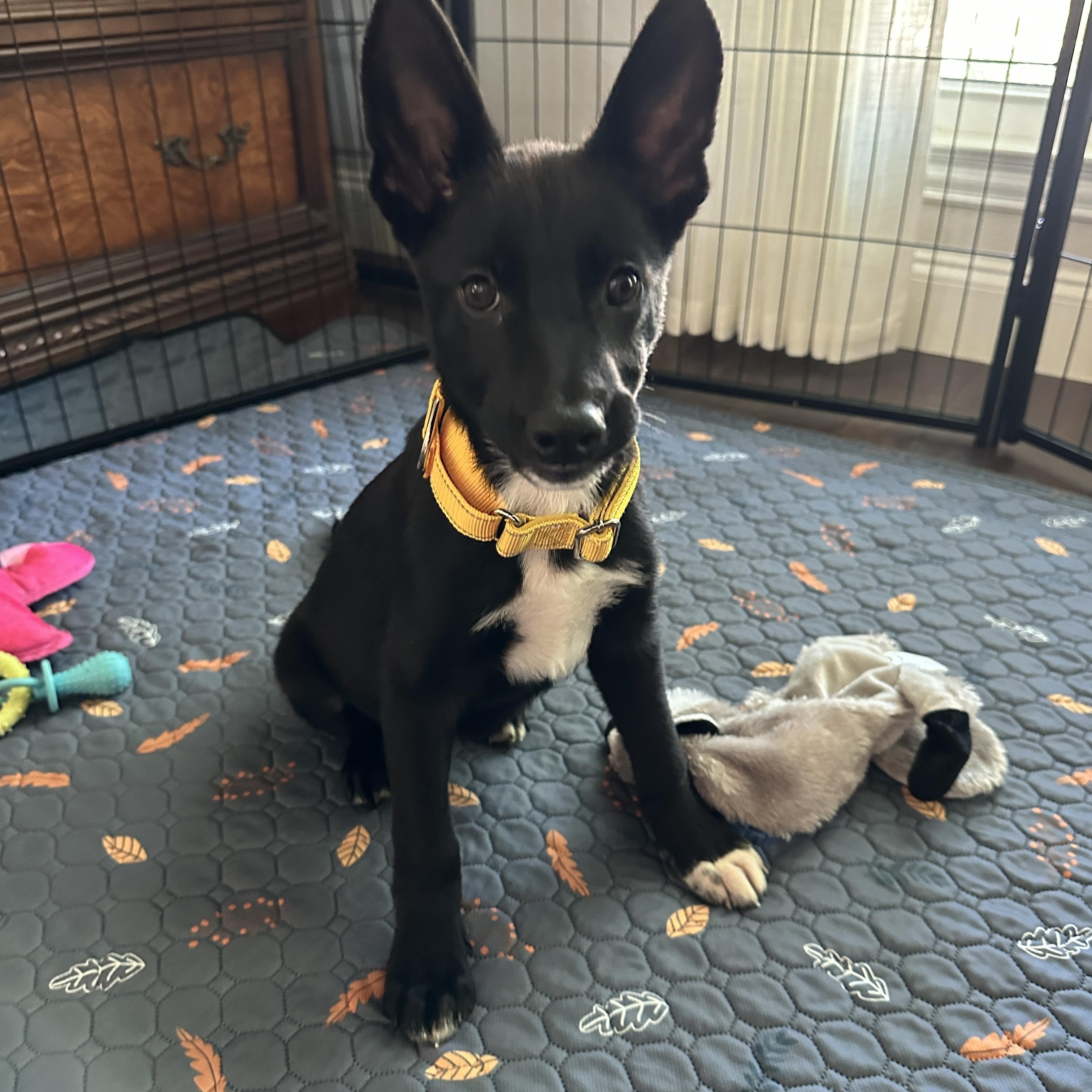 Enlarge Laverne, an adopted mixed breed in Argyle, TX image 2/4