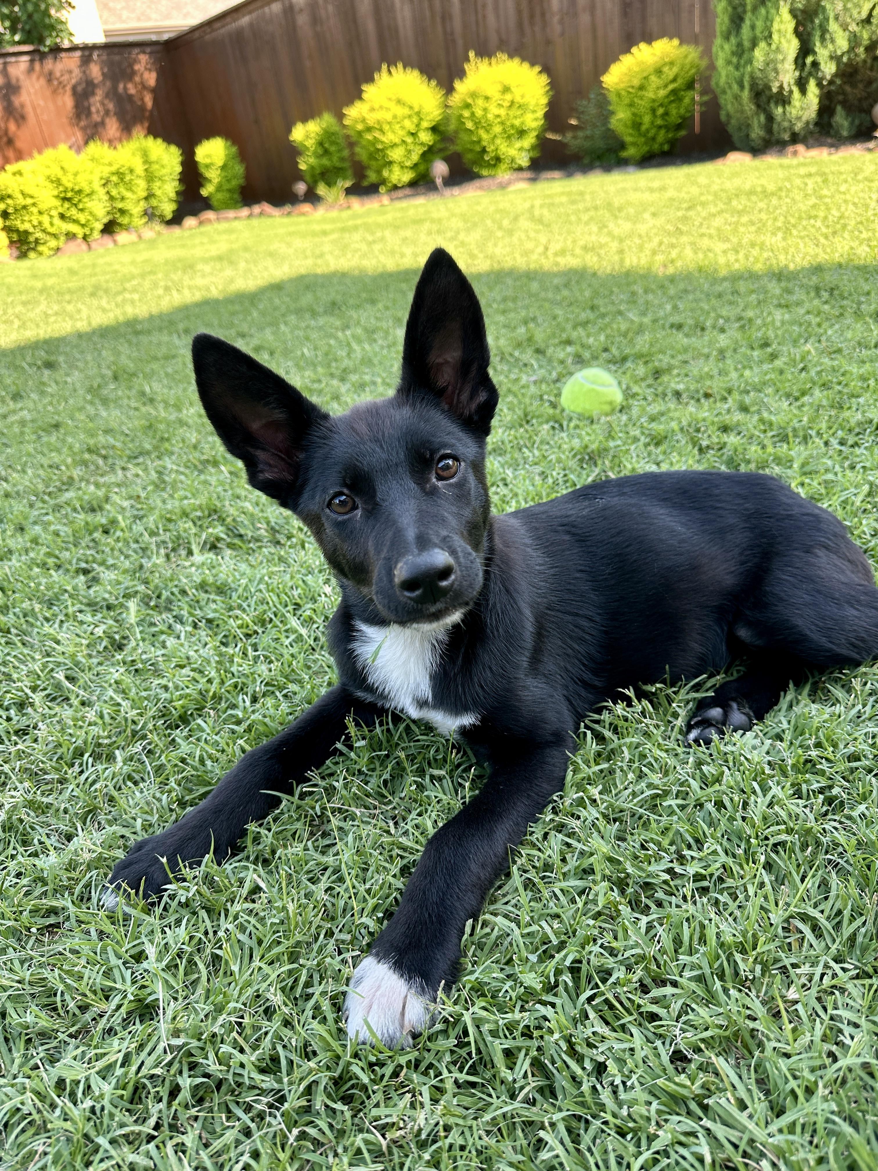 Laverne, adopted, Puppy Female Shetland Sheepdog / Sheltie.