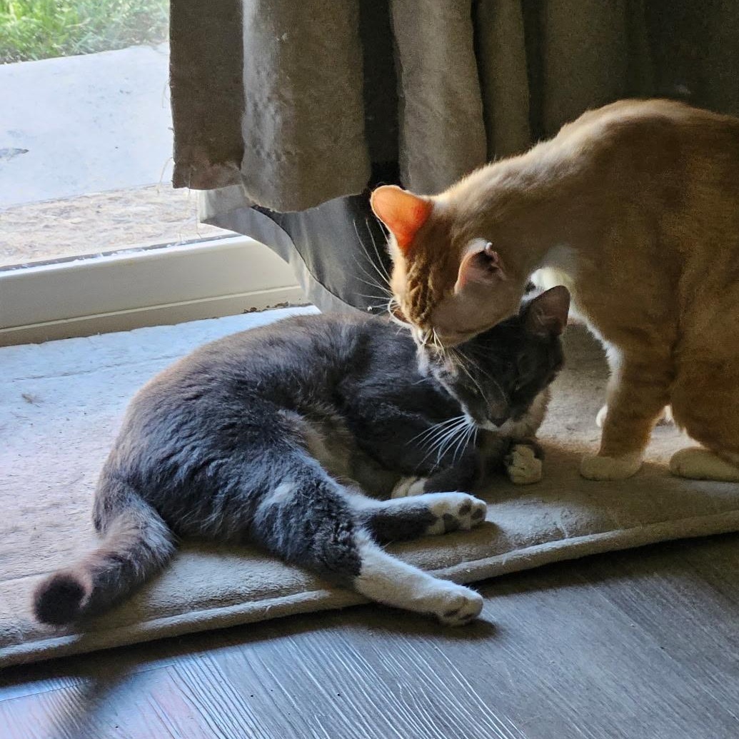 Enlarge Smoke and Fog, a Adoptable mixed breed in Pasco, WA image 4/4