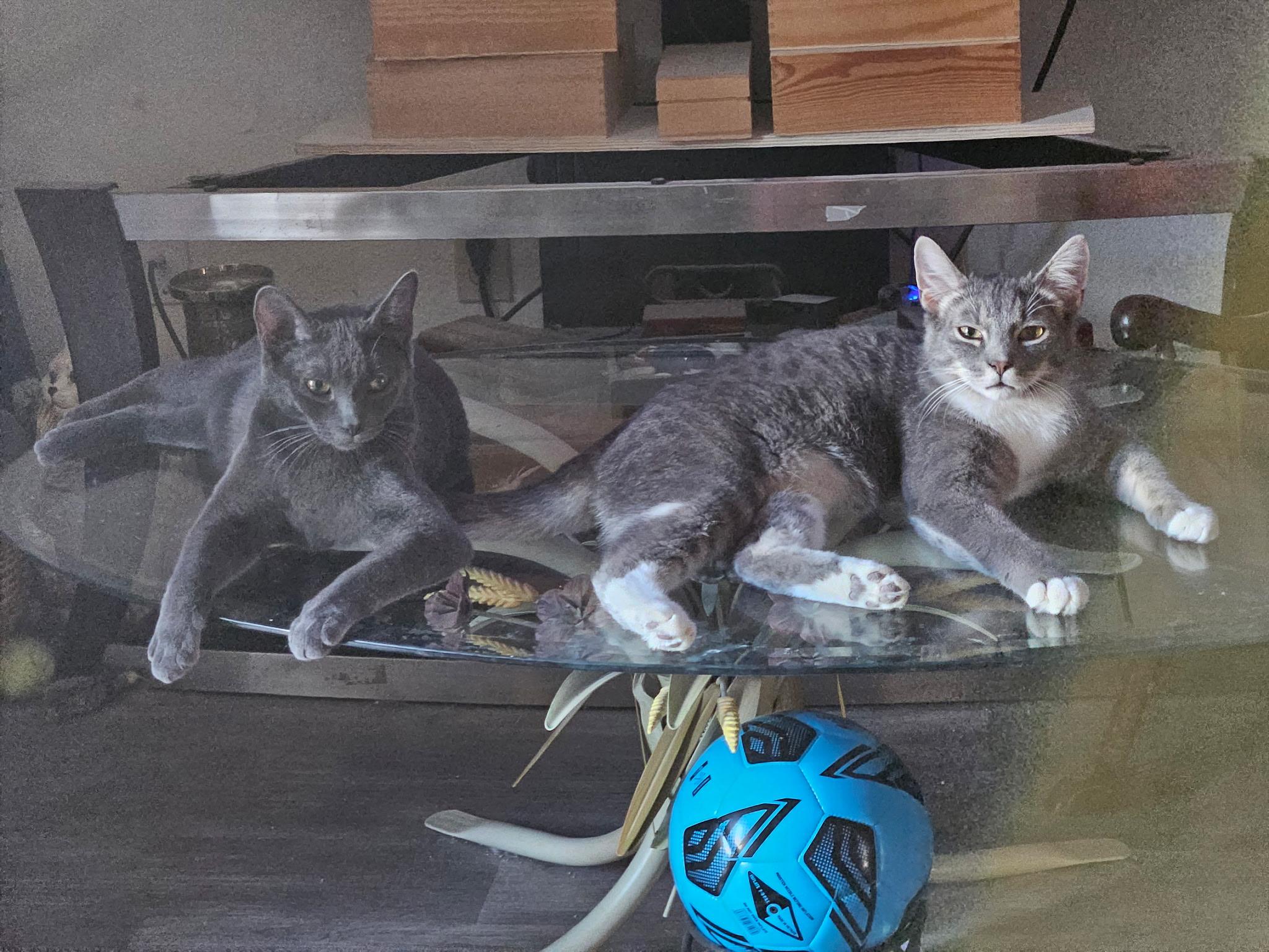Smoke and Fog, Adoptable, Young Male Domestic Short Hair & American Shorthair.