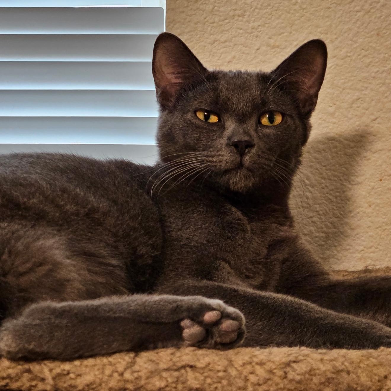 Smoke and Fog, an adoptable Domestic Short Hair, American Shorthair in Pasco, WA, 99301 | Photo Image 3
