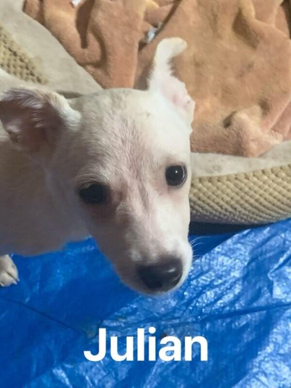 Julian (Juli), Adoptable, Adult Female Mixed Breed.
