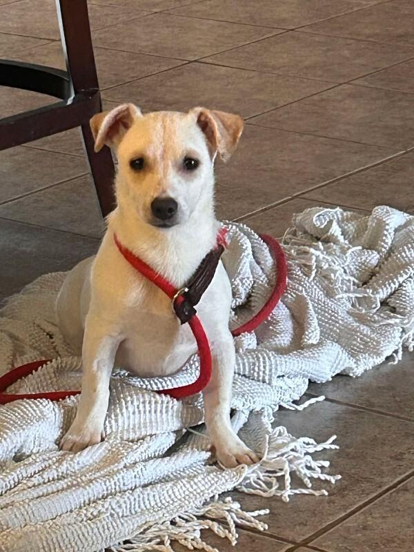 Enlarge Julian (Juli), a Adoptable Mixed Breed in Athens, ON image 2/4