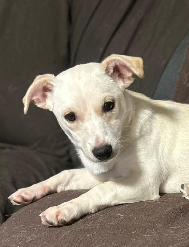 Enlarge Julian (Juli), a Adoptable Mixed Breed in Athens, ON image 3/4