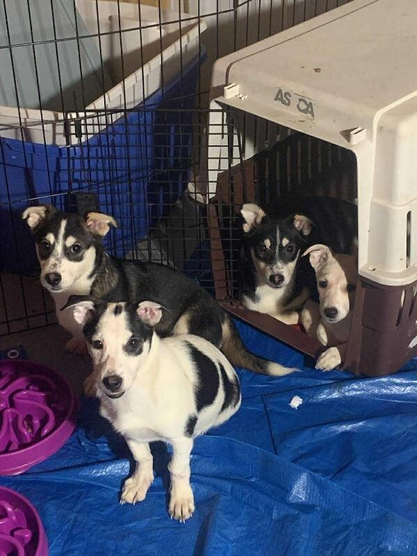 Enlarge Julian (Juli), a Adoptable Mixed Breed in Athens, ON image 4/4