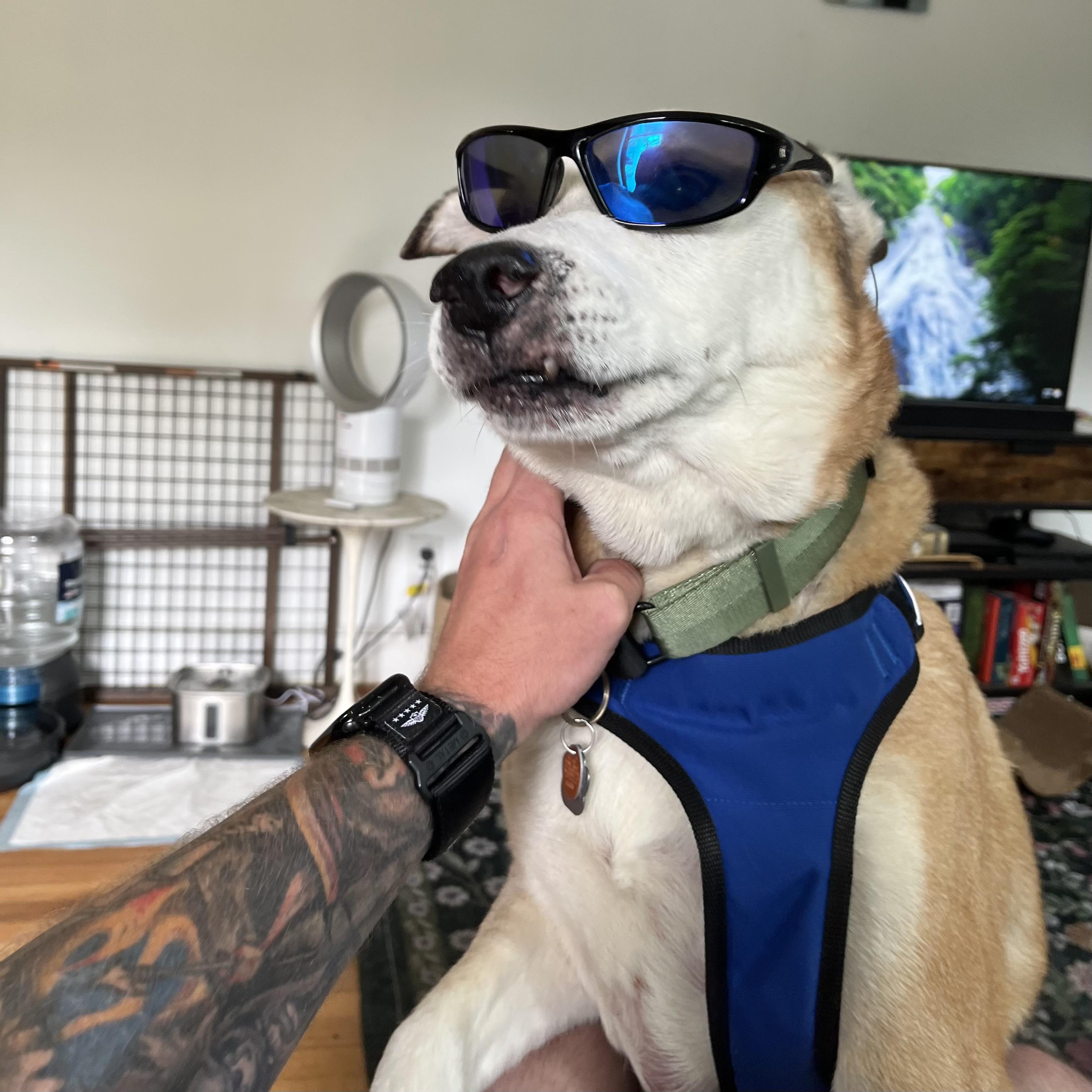Enlarge Bud, a Adoptable mixed breed in Punta Gorda, FL image 3/5