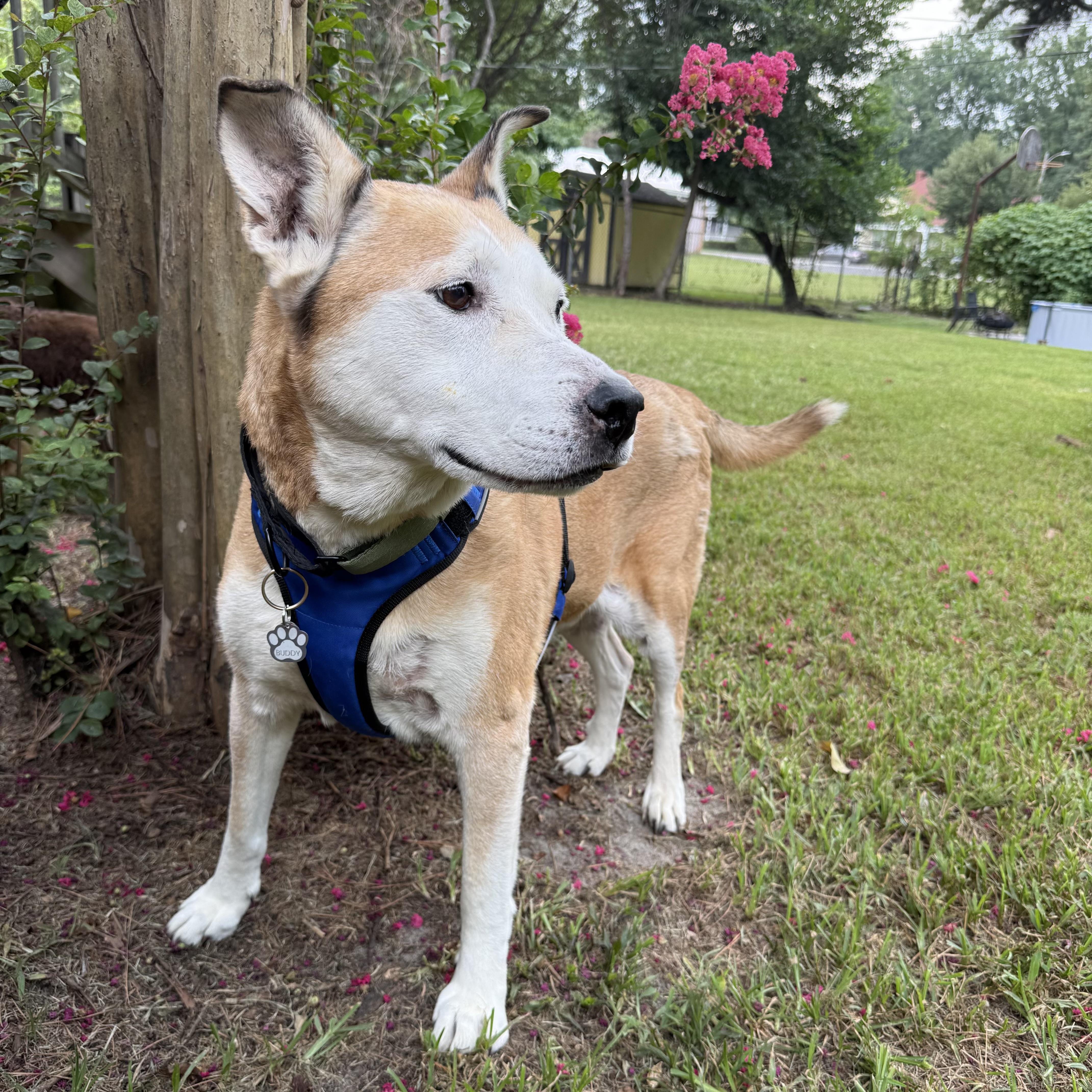 Enlarge Bud, a Adoptable mixed breed in Punta Gorda, FL image 2/5