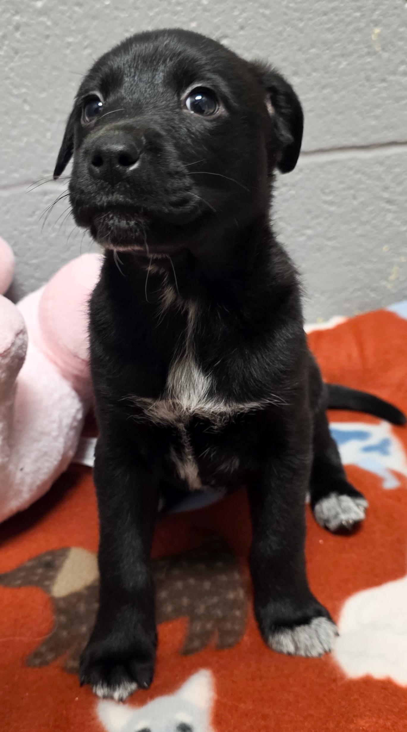Bells, adopted, Puppy Female Border Collie.