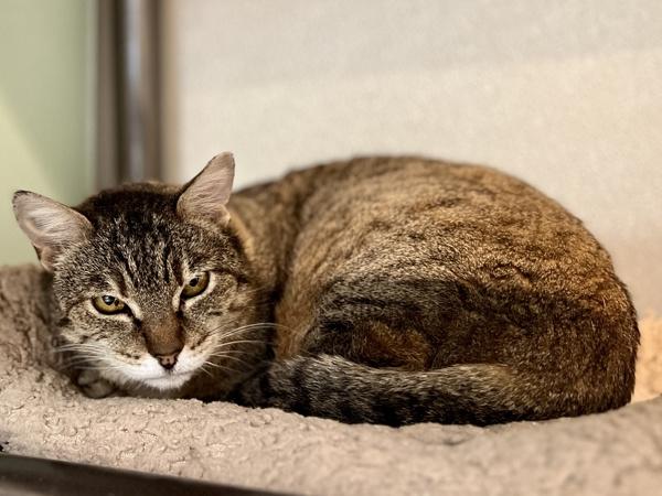 Fancy, Adoptable, Adult Female Domestic Short Hair.