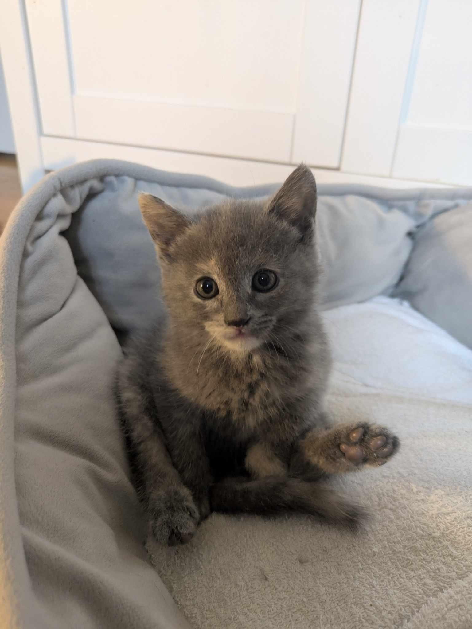 Enlarge Wilma, a Adopted mixed breed in Vaudreuil-Dorion, QC image 4/6