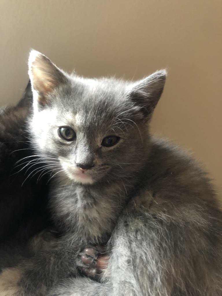 Enlarge Wilma, a Adopted mixed breed in Vaudreuil-Dorion, QC image 5/6