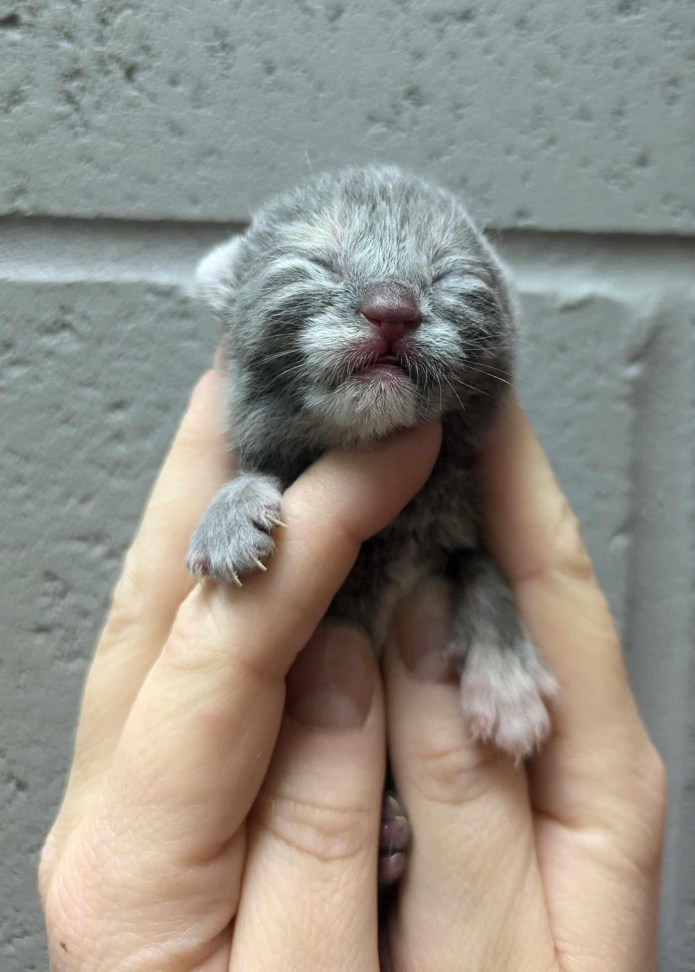 Wilma, Adopted, Kitten Female Domestic Short Hair.