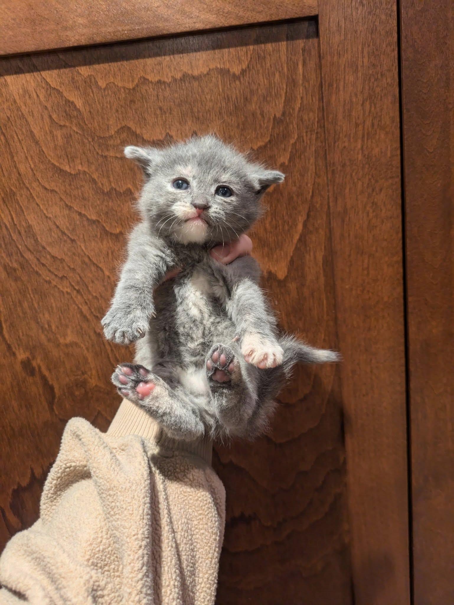 Enlarge Wilma, a Adopted mixed breed in Vaudreuil-Dorion, QC image 2/6