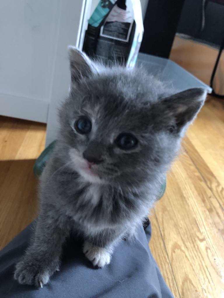 Enlarge Wilma, a Adopted mixed breed in Vaudreuil-Dorion, QC image 3/6