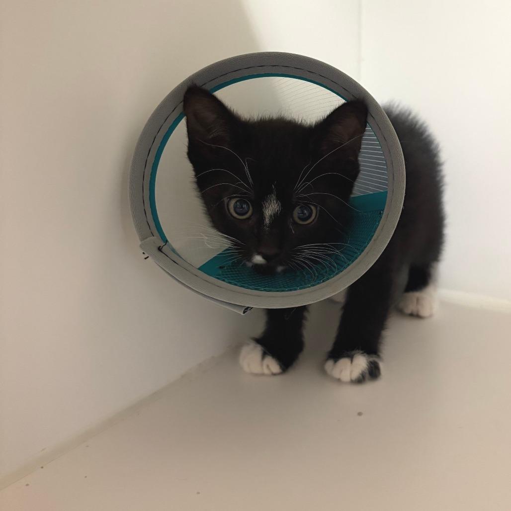 Tuxedo Sam, Adoptable, Kitten Male Domestic Short Hair.