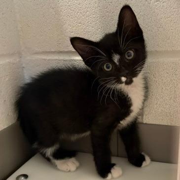 Tuxedo Sam, a Adoptable Domestic Short Hair in Phoenix, AZ image 2/2