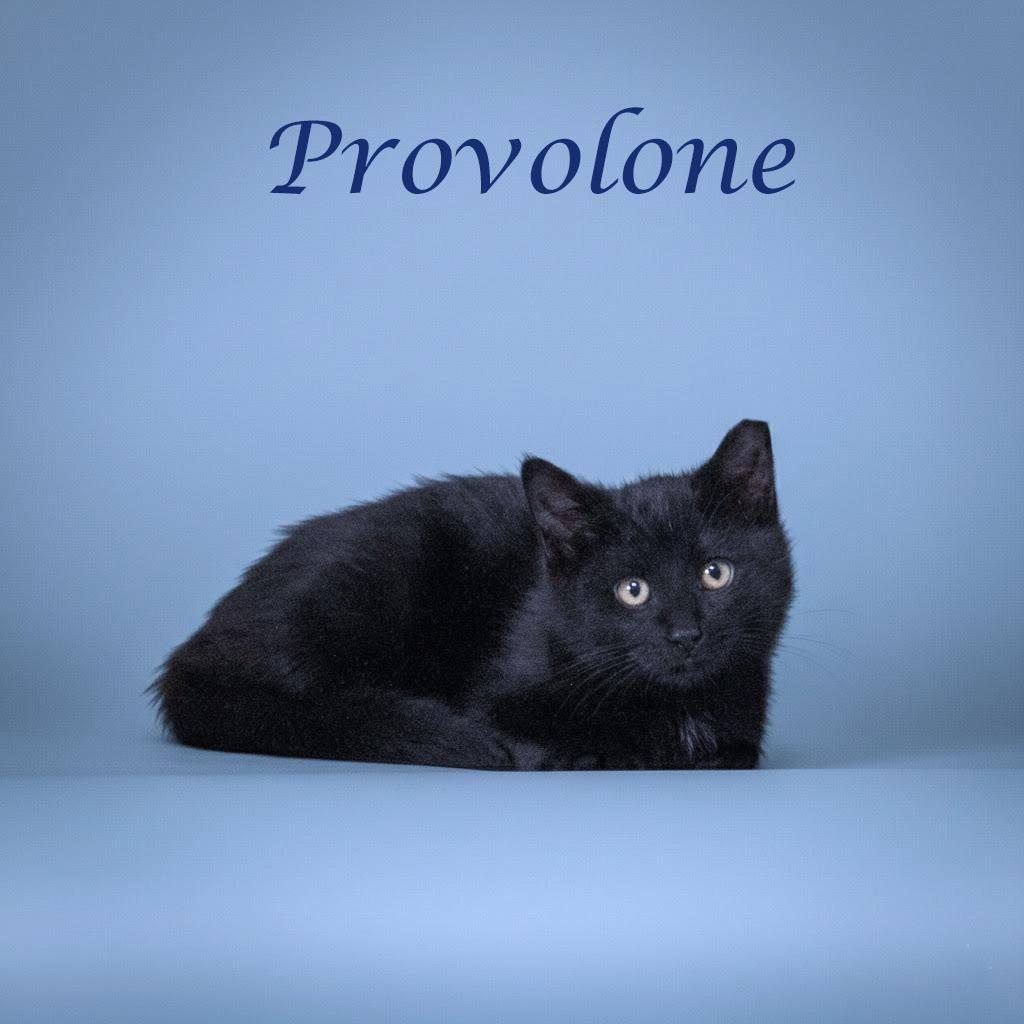 Provolone C25-339, Adoptable, Kitten Male Domestic Medium Hair.
